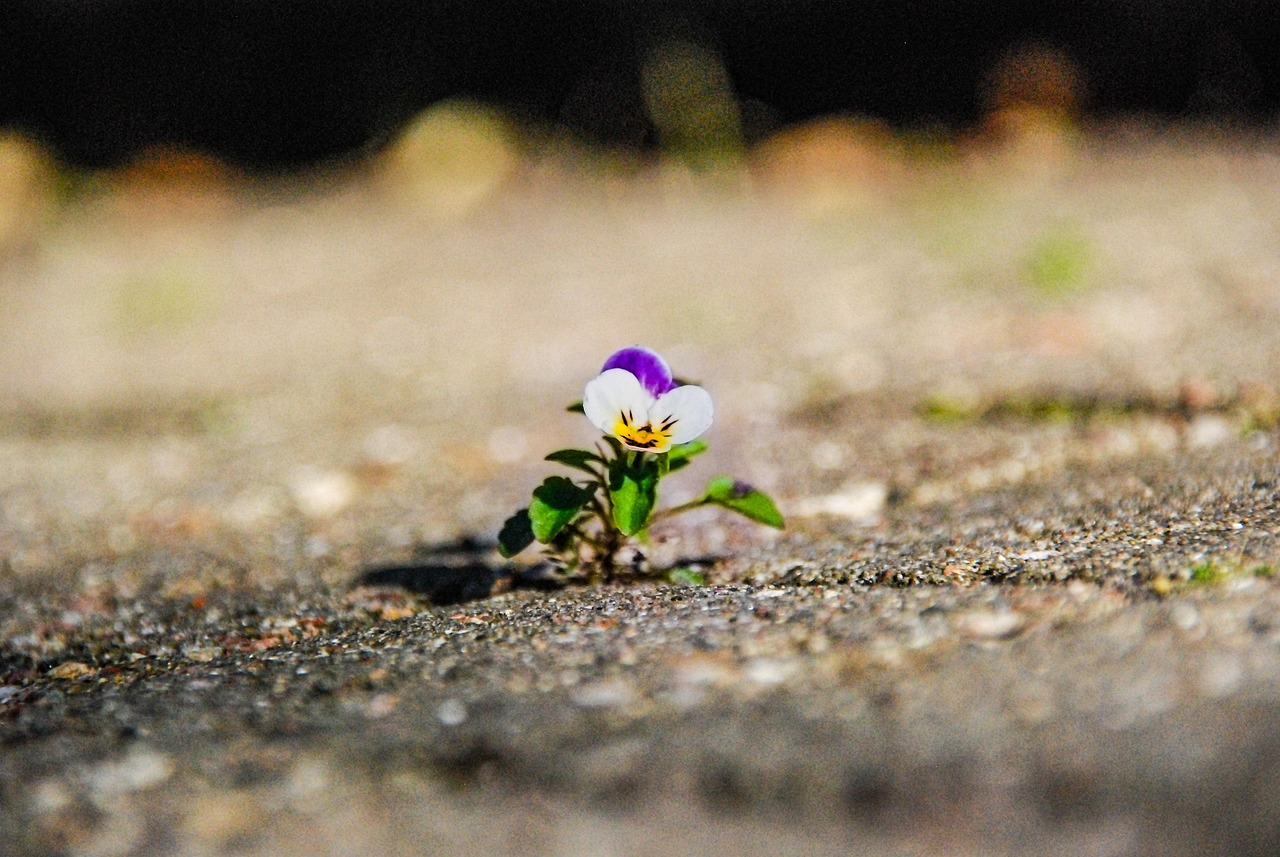 pansy, flower, sidewalk, plant, flower wallpaper, bloom, natural, growth, the earth, concrete, flower background, closeup, flowers, strength, nature, beautiful flowers, strenght, outstanding, strong, blume in asphalt, strenght, strenght, strenght, strenght, strenght