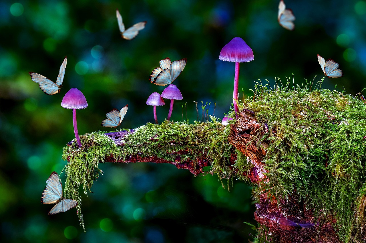 mushrooms, butterflies, moss, fantasy, dream, imagination, surreal, mystical, forest, mysterious, magic, mystical forest, magical, magical forest, mushrooms, mushrooms, mushrooms, nature, mushrooms, fantasy, imagination, magic, magical, magical forest, magical forest, magical forest, magical forest, magical forest