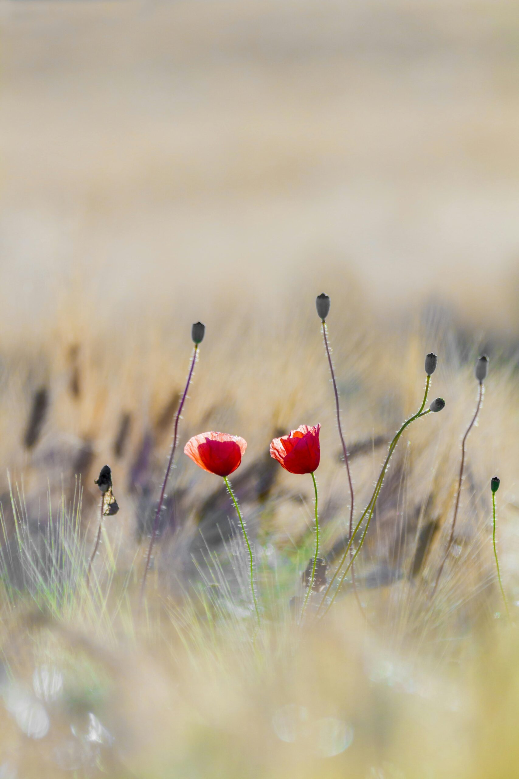 Vibrant red poppies blooming in a serene, blurred field, highlighting nature's beauty.